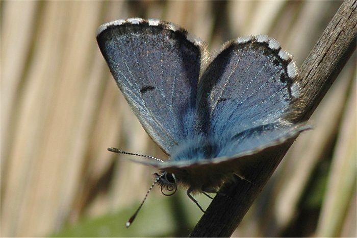 Pseudophilotes panoptes